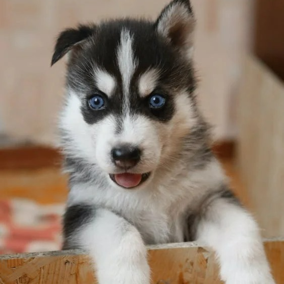 blue eyed cute Pomsky puppy